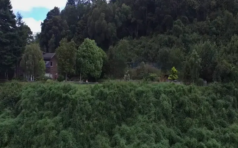 House on a hill covered with vegetation.
